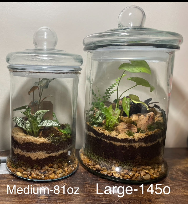 Build Your Own Terrarium Saturday November 23rd 10:30-12:30